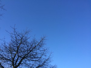An early April tree and sky. 