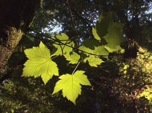 Early morning sunlight on the trail up 