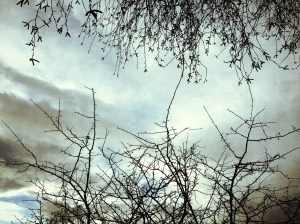 Sky an branches - Snapseed app.