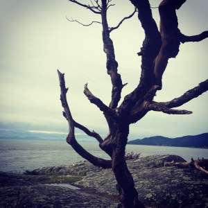 Arbutus Tree at Lighthouse Park.