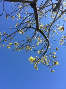 Early spring buds full of promise. 