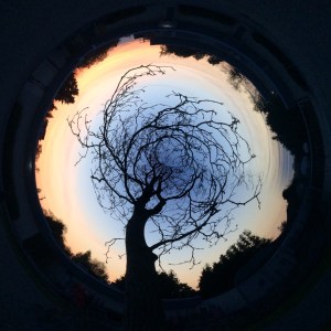 A Circular app adds drama to this tree after a baseball game in Ladner. 